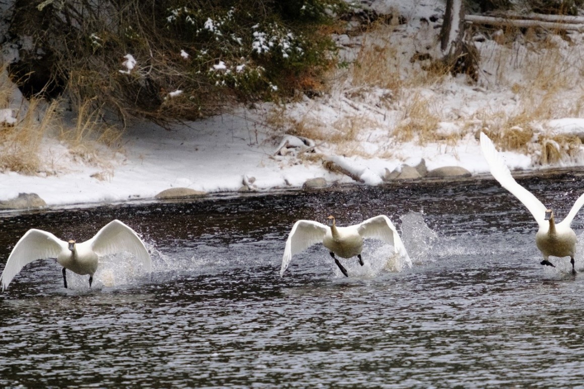 geese-on-upper-chukuni